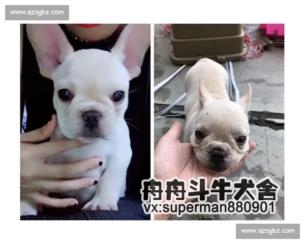安德烈斗牛犬vs:力量对决与性格解析的全景观察与深度解读 安德烈斗牛犬vs:力量对决与性格解析的全景观察与深度解读